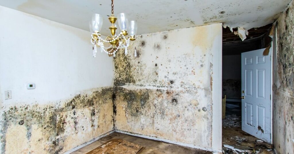 Professional Commercial Mold Remediation Services New Jersey