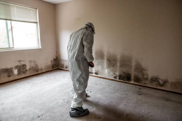 Mold Removal Expert in New Jersey