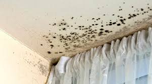 Mold Damage and Summer Humidity