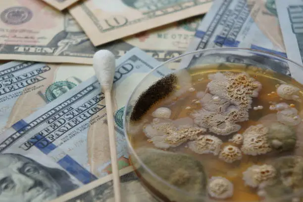 Mold Remediation Cost