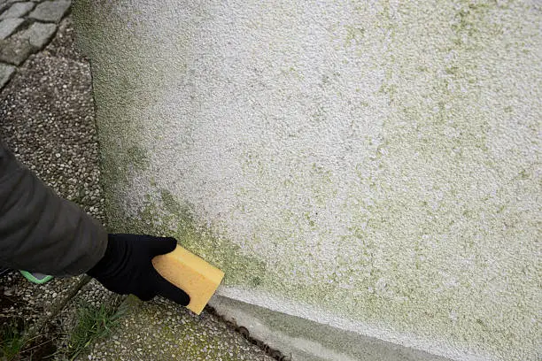 Moisture Damage and Mold: Why the First 48 Hours Are Critical