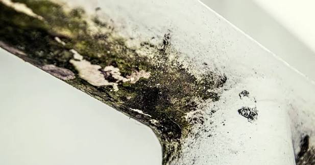 How to Handle Mold Inside Wall After a Pipe Leak: What to Do First