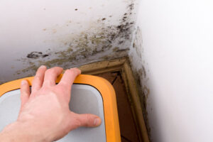 Hidden Places to Find Mold in Your House That Most Homeowners Miss